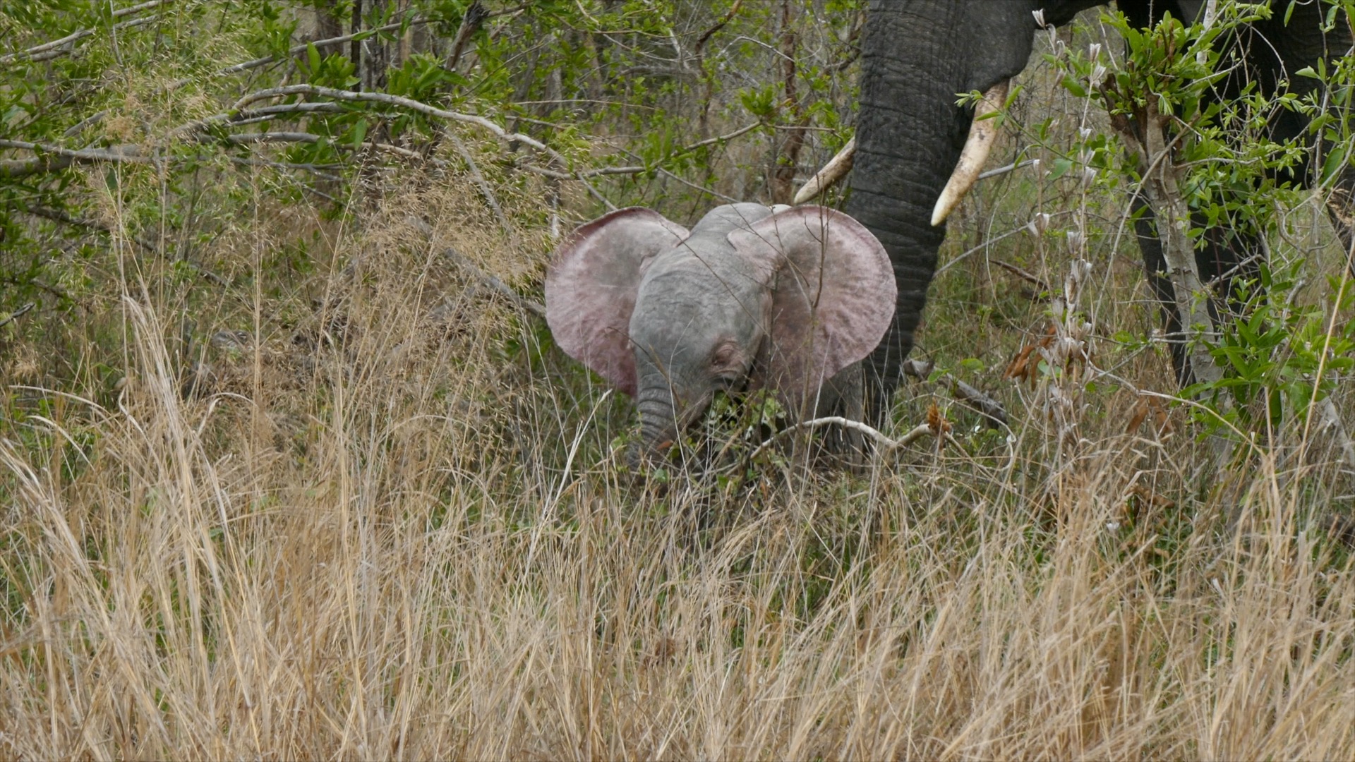 Albino Elephant