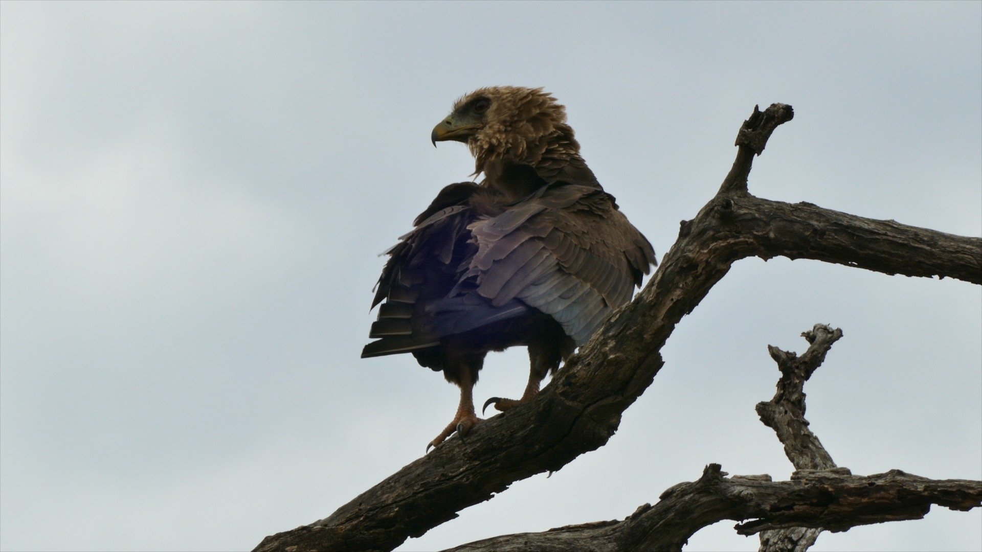 Juvenile Bateleur