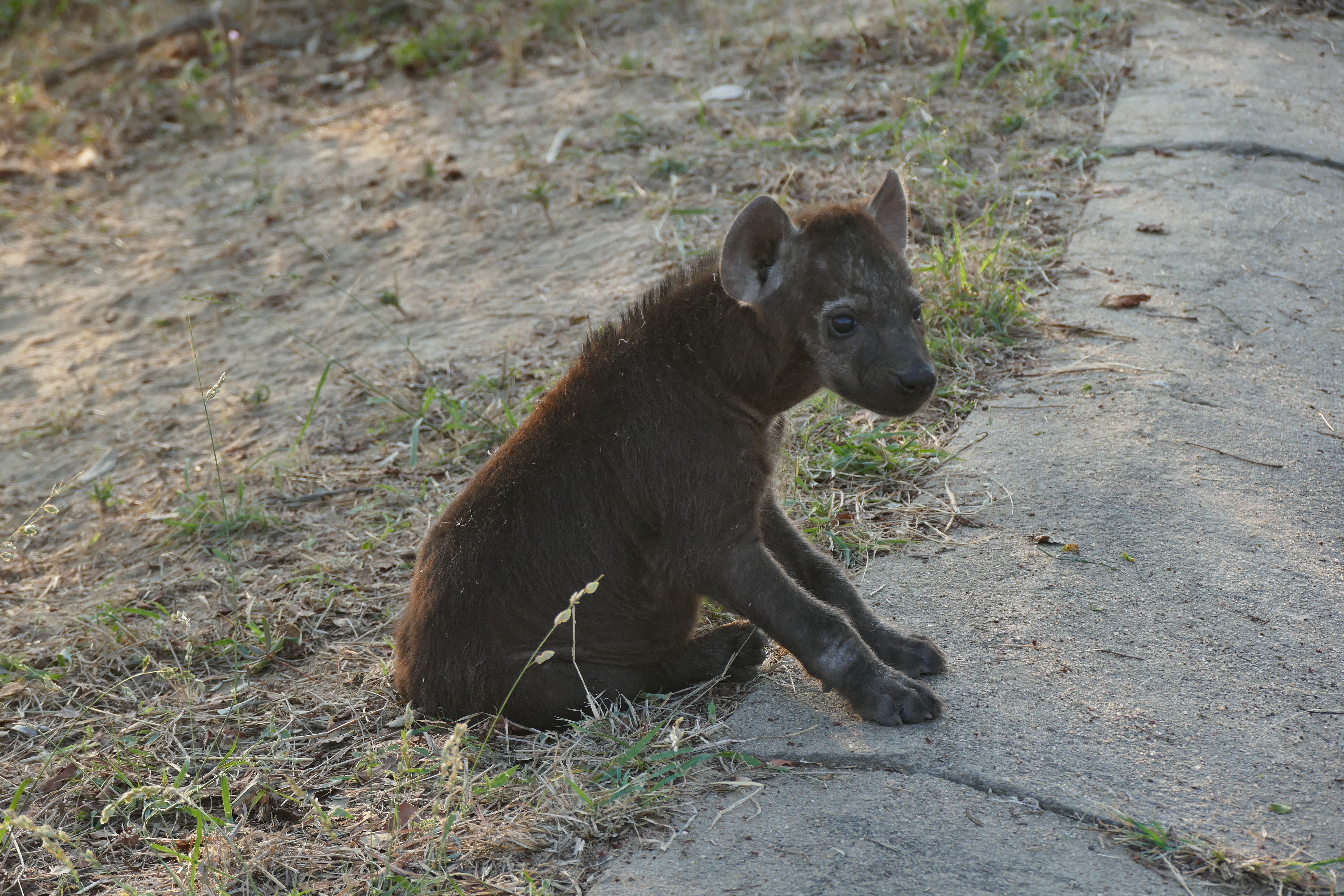 Hyena Pup>
									</div>
									<div class=