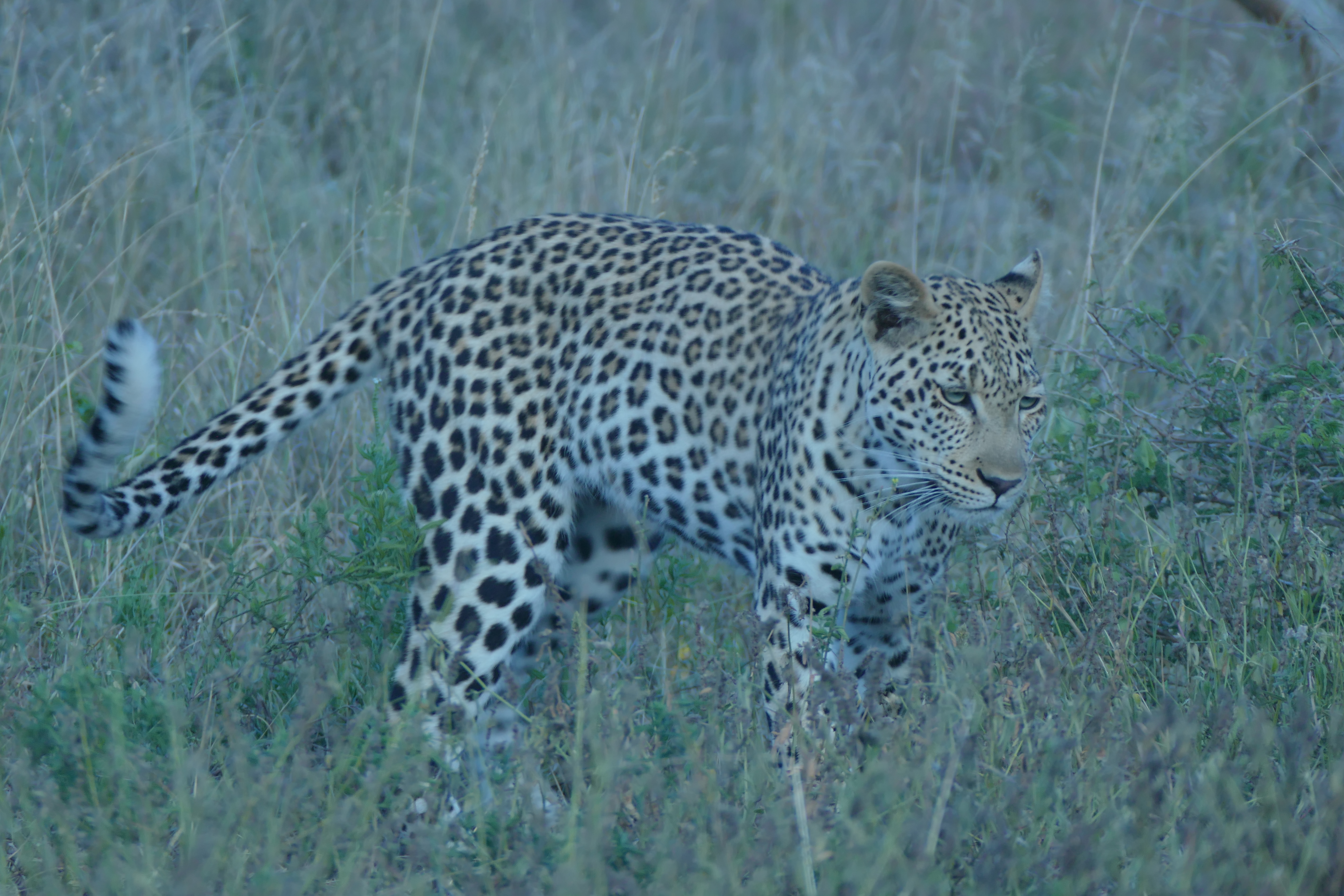 Leopard