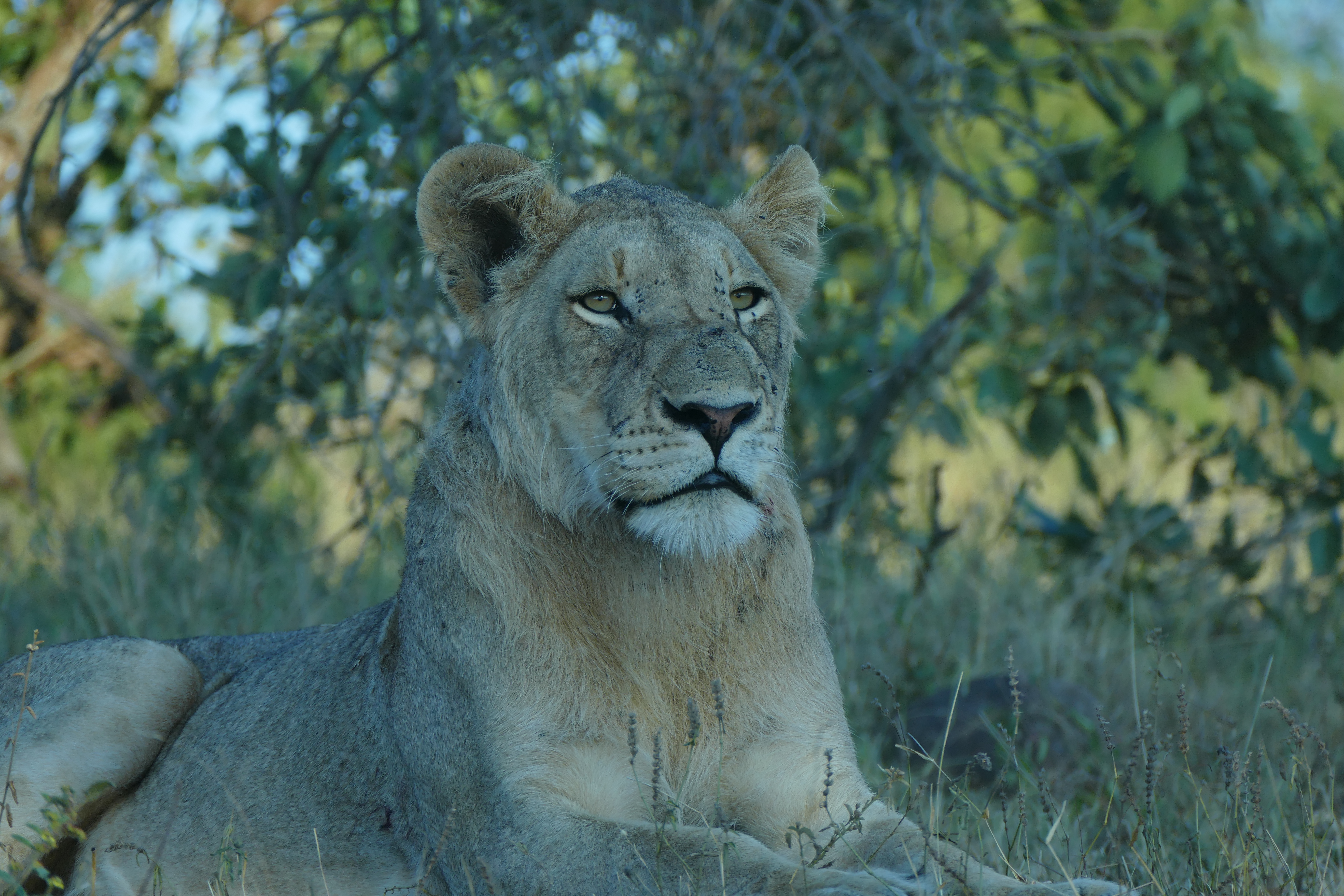 Lion