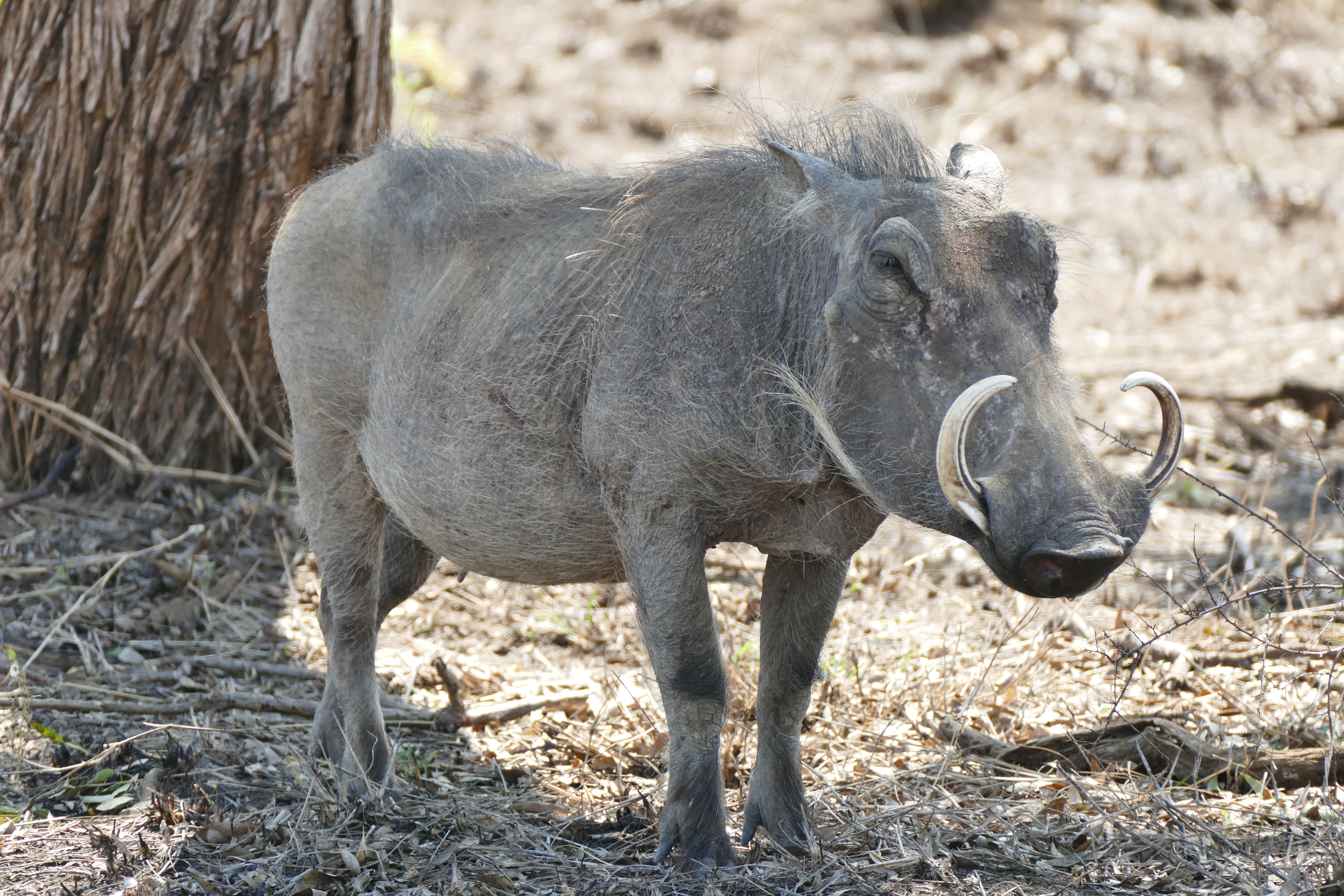 Warthog
