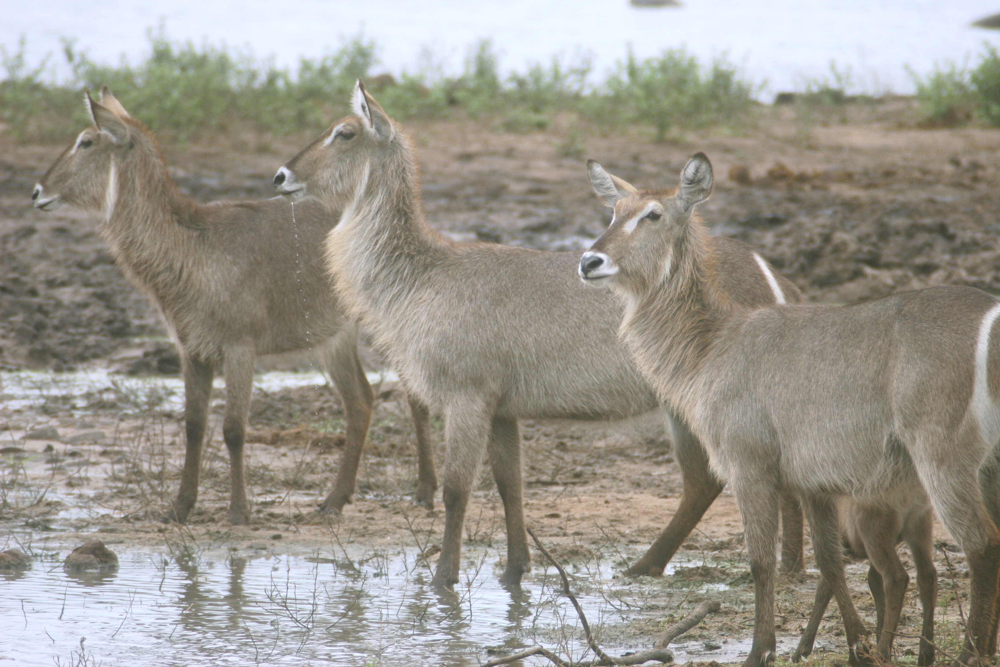 Waterbuck